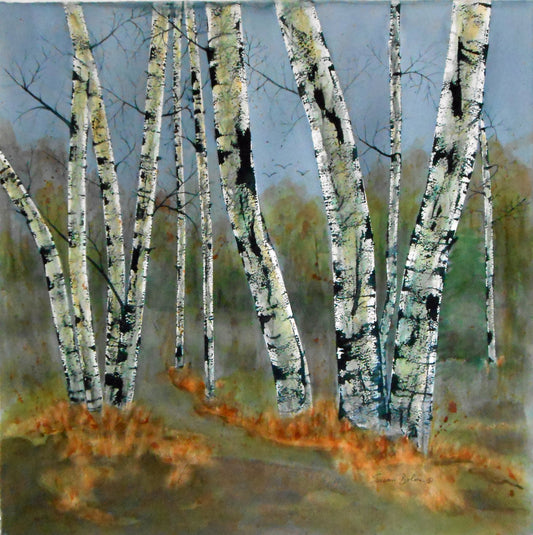 "Large Birch Trees Series 2023-1    O#619  Amity Creek Trail"